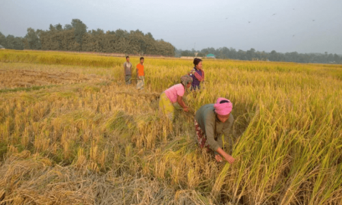 রামগড়ে আমনের বাম্পার ফলনে কৃষকের মুখে হাসি