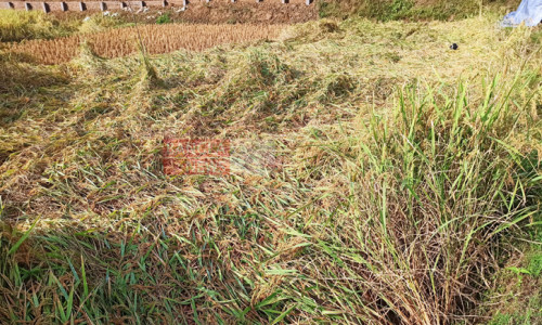 ডুবে গেছে ফসল, বান্দরবানে দিশেহারা কৃষক