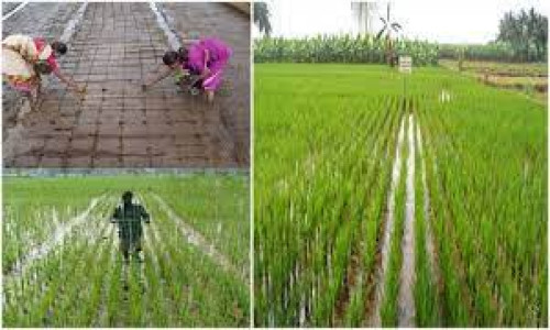 দূর্গম পাহাড়ে উন্নয়ন বোর্ডের সেচ ব্যবস্থাপনায় কৃষকদের মহা কর্মযজ্ঞ