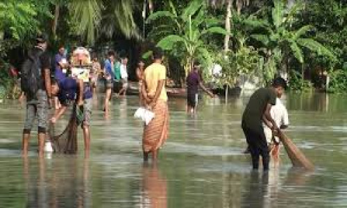 ব্রাহ্মণবাড়িয়ায় বন্যায় ভেসে গেছে সাড়ে ১৮ কোটি টাকার মাছ