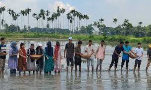 বন্যার্তদের জন্য ধানের চারা, সবজির বীজ ও মাছের পোনা তৈরি করছেন শিক্ষার্থীরা