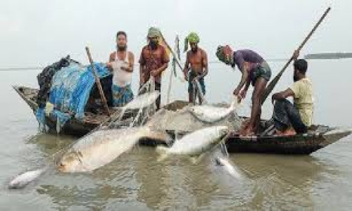 মা ইলিশ রক্ষায় আজ রাত থেকে ২২দিন মেঘনায় মাছ ধরা বন্ধ