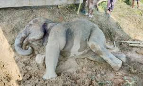 লোহাগাড়ায় ট্রেনের ধাক্কায় বন্য হাতি গুরুতর আহত, ভেঙে গেছে পা