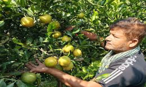 প্রবাসজীবন ছেড়ে রাজবাড়ীর কাজী সিদ্দিক মাল্টার সফল চাষি