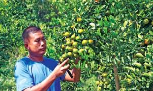 রাঙামাটিতে দুই শ কোটি টাকার কমলা উৎপাদন