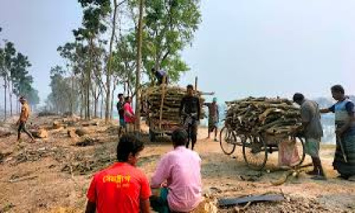 জৌলুশ হারিয়েছে দিনাজপুরের কড়াই বিল, এবার কাটা পড়ল ৬ শতাধিক গাছ