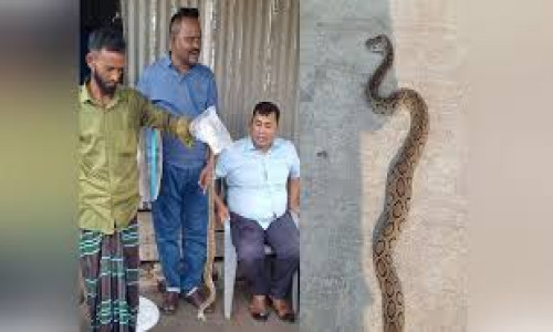 রাসেলস ভাইপার মেরে হাসপাতালে গিয়েও শেষ রক্ষা হলো না কৃষকের