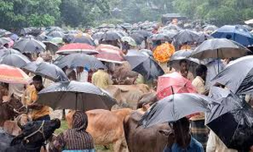 গরু নিয়ে হাটে হাটে ঘুরছেন বিক্রেতারা, ক্রেতা কম